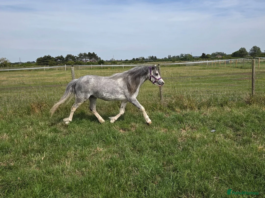 Welsh Section A horses for sale: Stunning Welsh sec A mare Toytown breeding - Advert 2