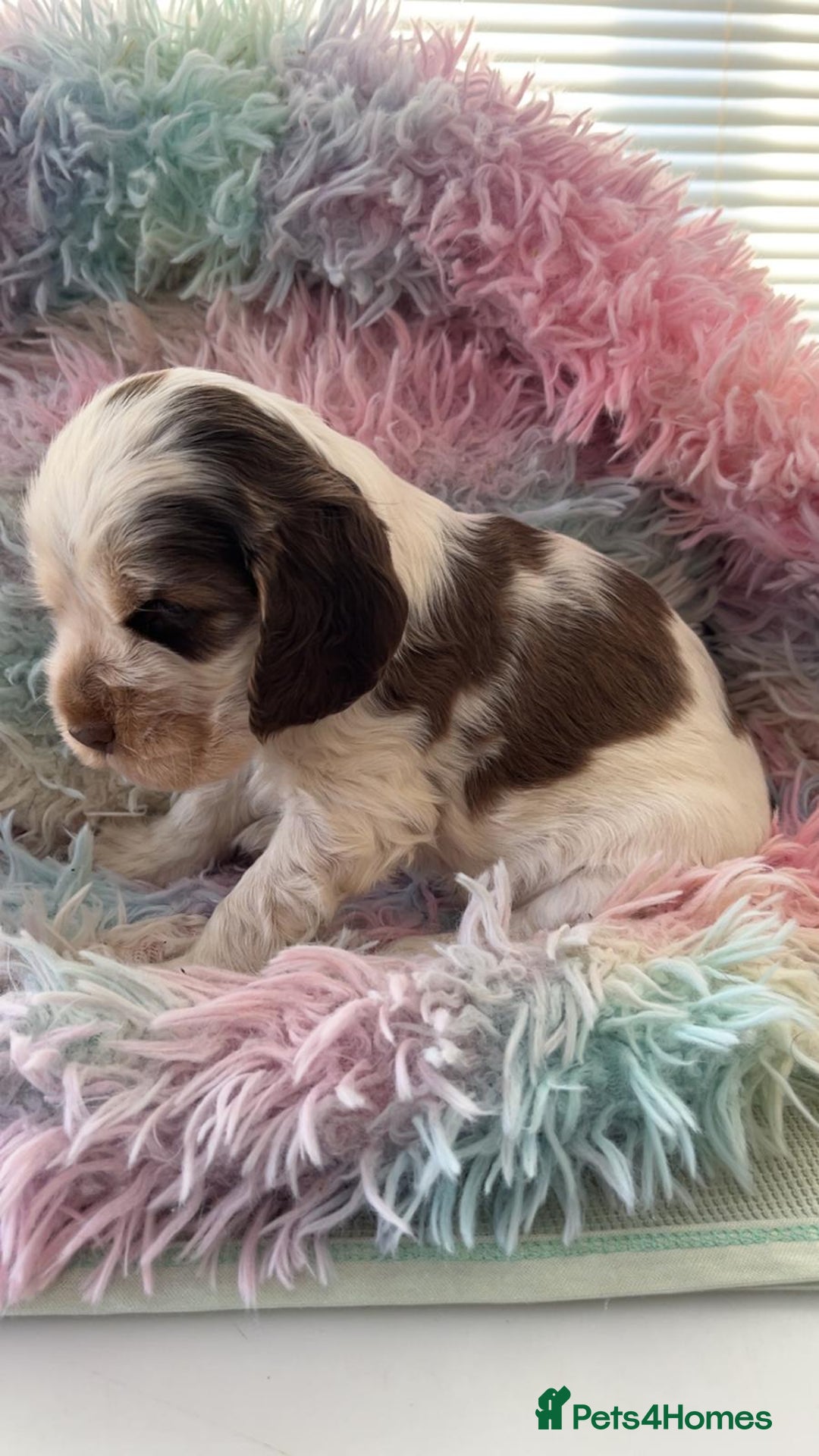 Cocker Spaniel dogs for sale: Champion Bloodlines KC Reg Show Cocker Spaniels - Advert 11