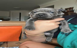 Staffordshire Bull Terrier dogs for sale: Exceptional blue Staffordshire Bull Terrier 🐾💛 - Image 2