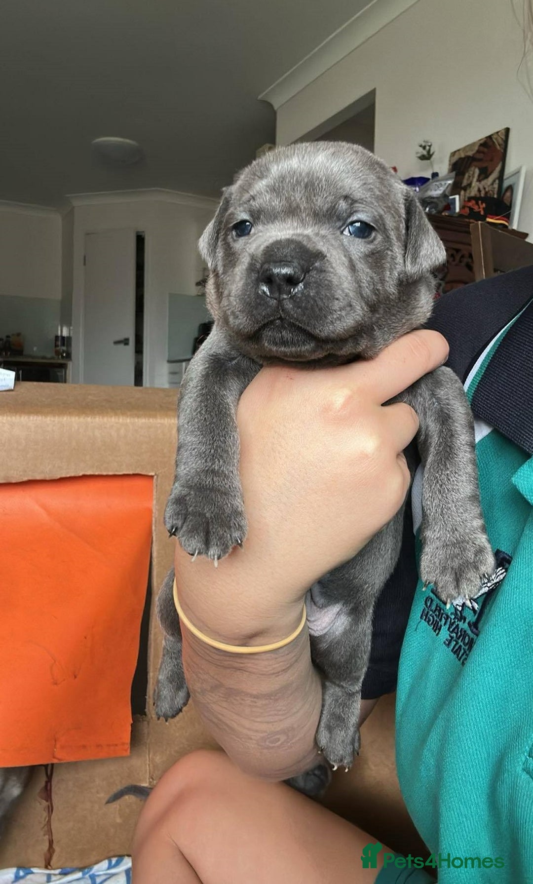 Staffordshire Bull Terrier dogs for sale: Exceptional blue Staffordshire Bull Terrier 🐾💛 - Image 2