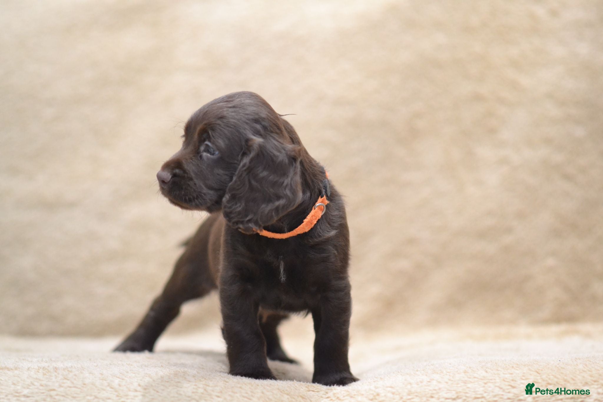 Cocker Spaniel dogs Chocolate Cocker Spaniel Puppies - Advert 1