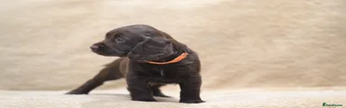 Cocker Spaniel 7