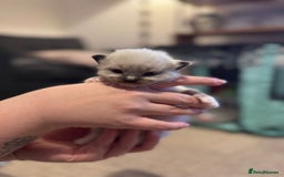 Ragdoll cats for sale: Absolutely stunning Ragdoll kittens for sale - Image 21