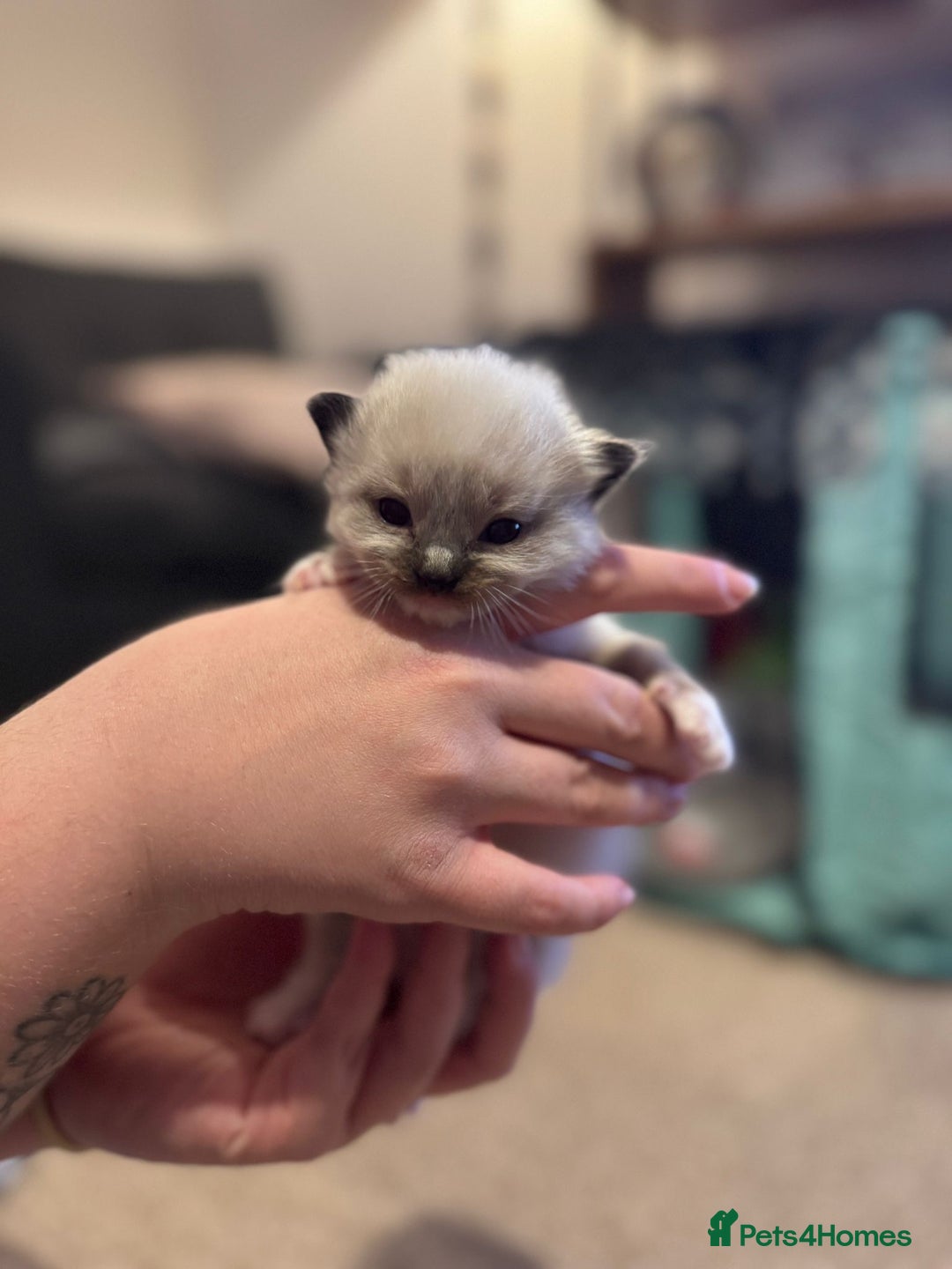 Ragdoll cats for sale: Absolutely stunning Ragdoll kittens for sale - Image 21