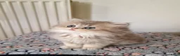 British Shorthair cats for sale: 🌟GCCF registred kittens 🌟 - Advert 9