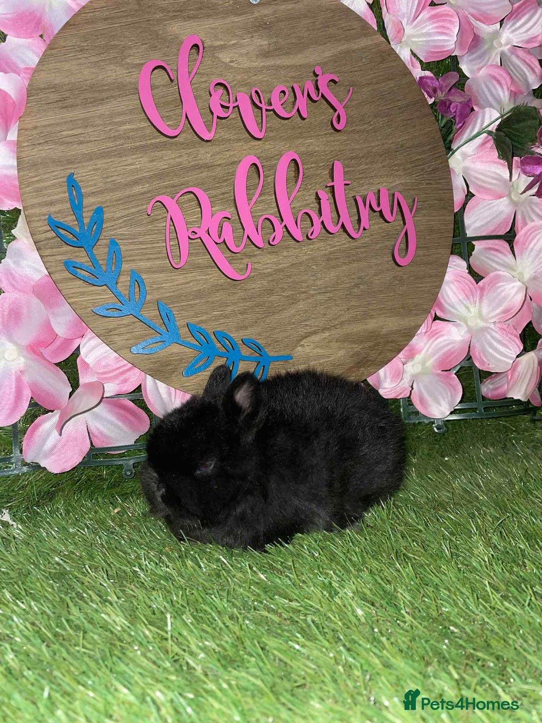 Netherland Dwarf rabbits for sale: Pedigree Netherland dwarfs - Advert 7