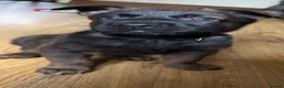 Belgian Shepherd Dog dogs for sale: 9 Beautiful Babies  - Advert 3