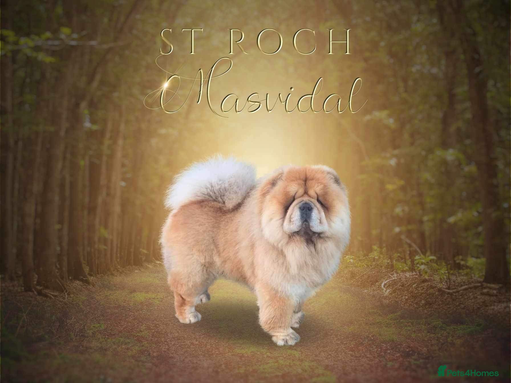 Chow Chow dogs Stunning chow chow in Lanark - Advert 1