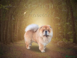 Chow Chow dogs in Lanark - Advert 1