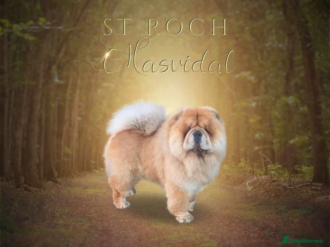 Chow Chow dogs for stud: Stunning chow chow in Lanark - Advert 1