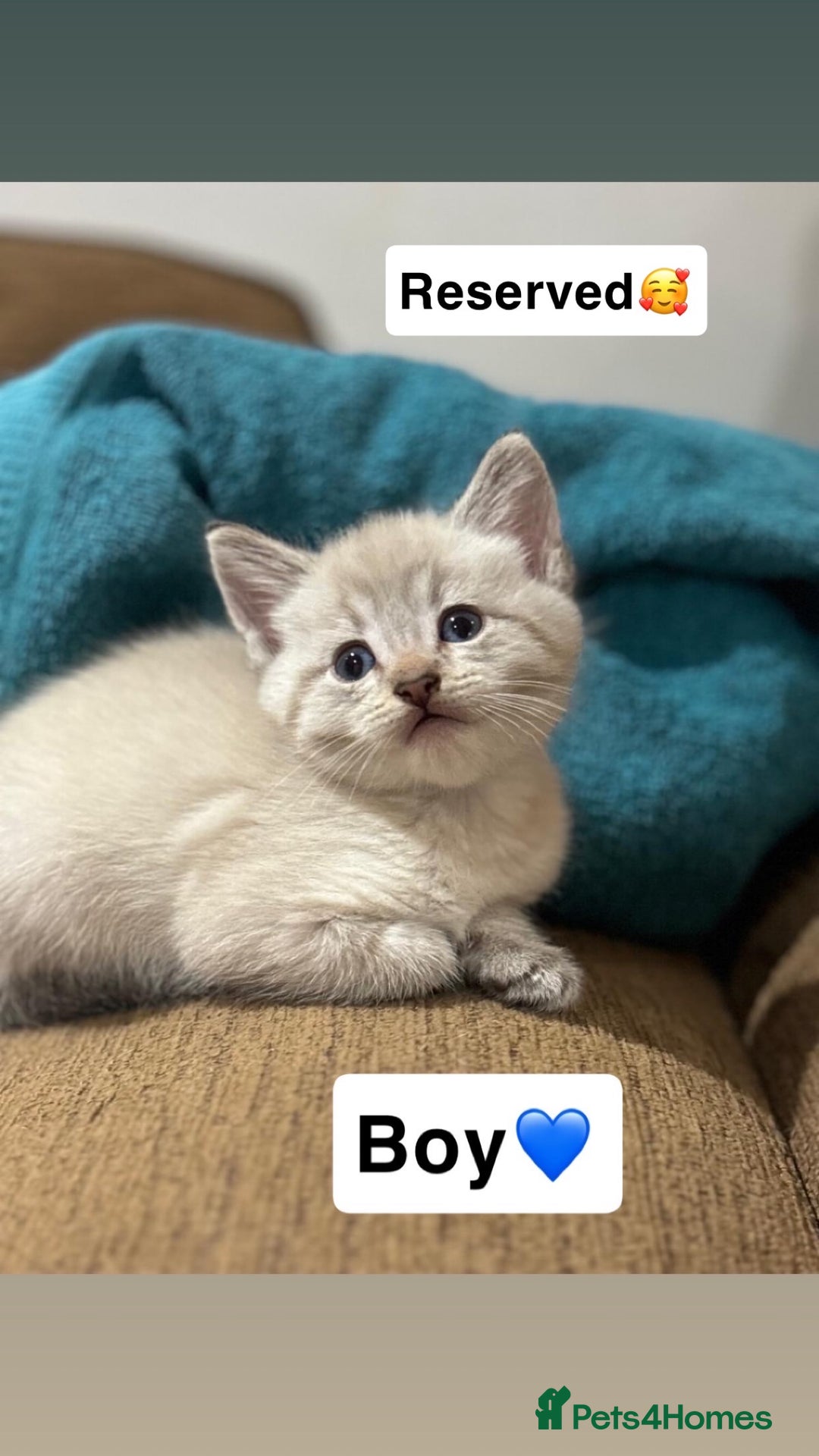 Mixed Breed cats for sale: Kittens for sale  - Advert 17