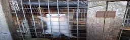 Ferret rodents for sale: Ferrets  - Advert 6