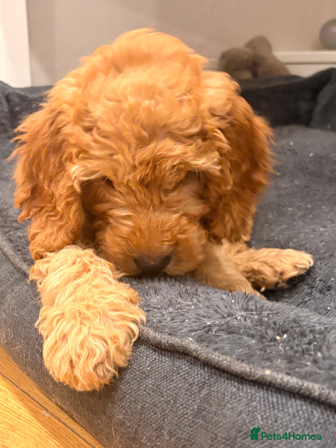 Cockapoo dogs for sale: Curly red cockapoo Peanut  - Advert 3