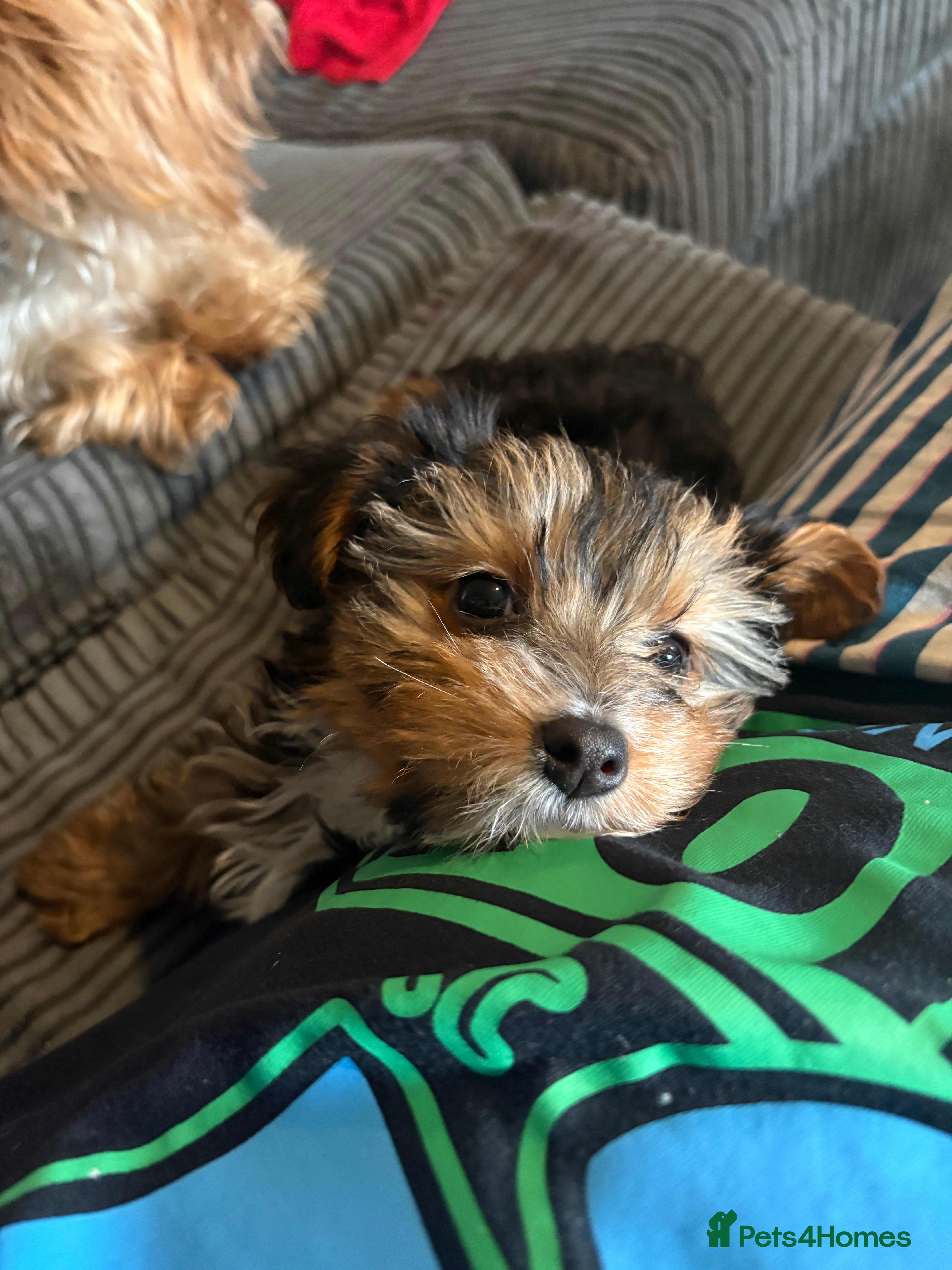 Yorkshire Terrier dogs Fluffy Yorkie - stunning - Advert 10