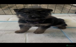 German Shepherd dogs for sale: German Shepherd pups - Advert 6