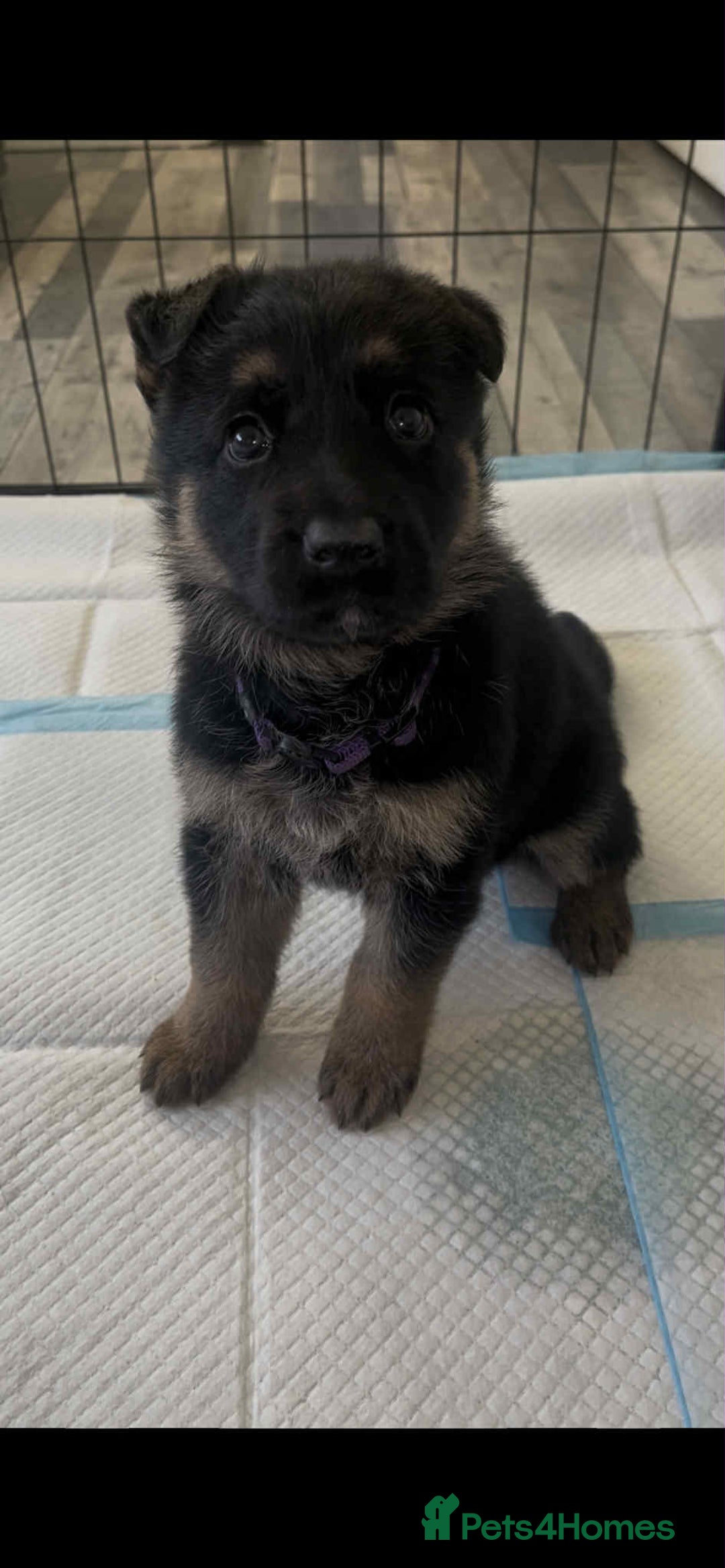 German Shepherd dogs for sale: German Shepherd pups - Advert 6