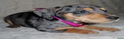 Dachshund dogs for sale: BEAUTIFUL DACHSHUND READY FOR FOREVER HOME!!! in Wolverhampton - Advert 39