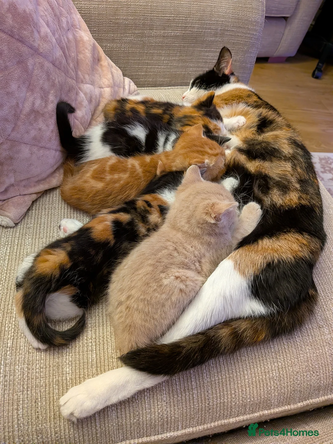 Mixed Breed cats for sale: 1 ginger male kitten left - Advert 2