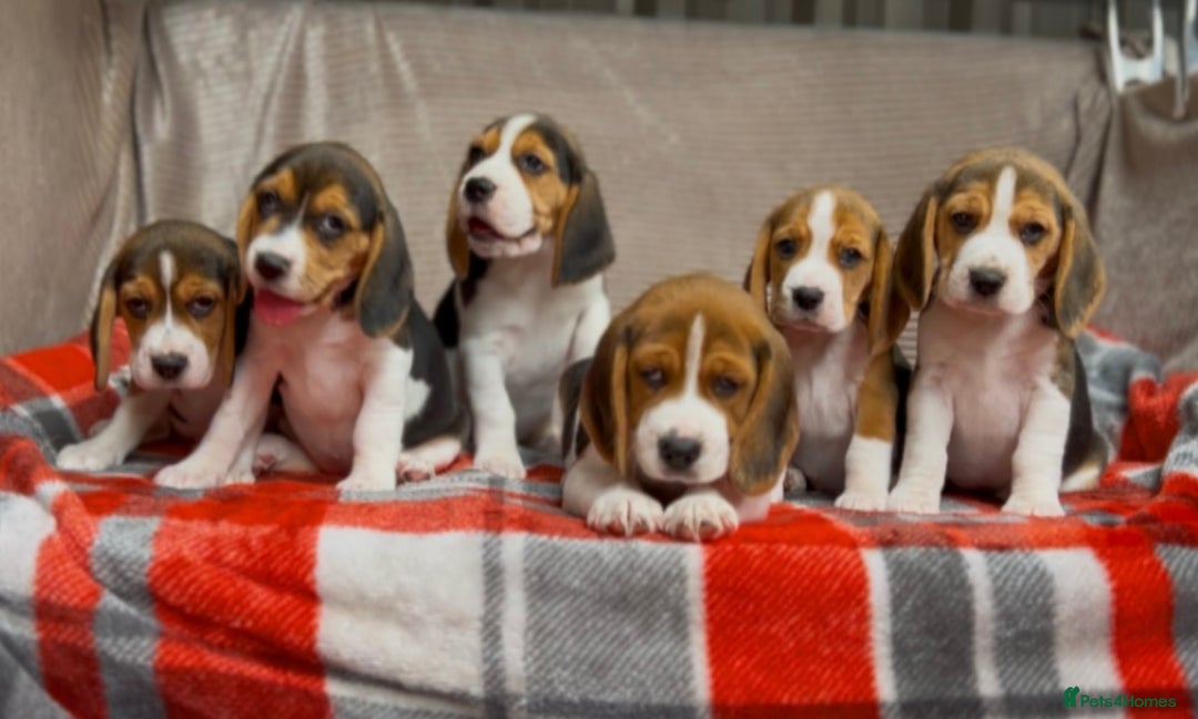 Beagle dogs for sale: SUPER CHUNKY KC SHOW BEAGLE PUPPIES - Image 20
