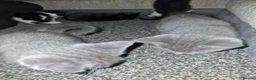 Mixed Breed cats for sale: 🐾 Gorgeous Mixed-Breed Kittens Ready Soon 🐾 - Advert 15