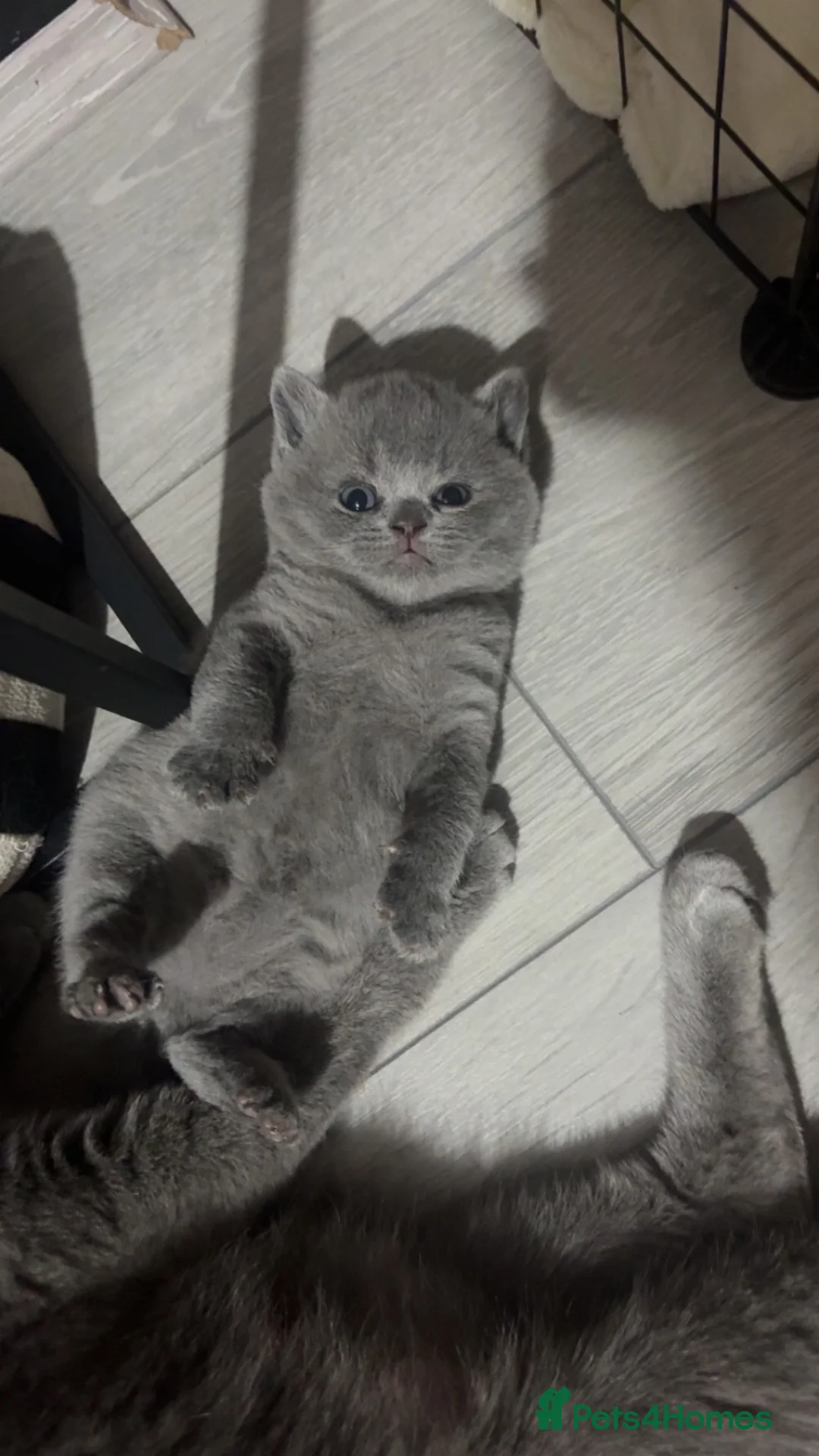 British Shorthair cats for sale: 3 British short hair kittens  in Halifax - Advert 7
