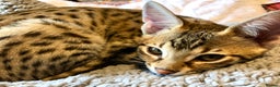 Savannah cats for sale: Beautiful full pedigree savannah kittens  - Advert 20