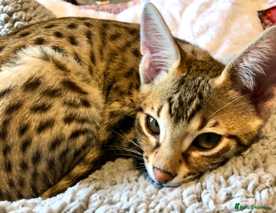 Savannah cats for sale: Beautiful full pedigree savannah kittens  - Advert 20