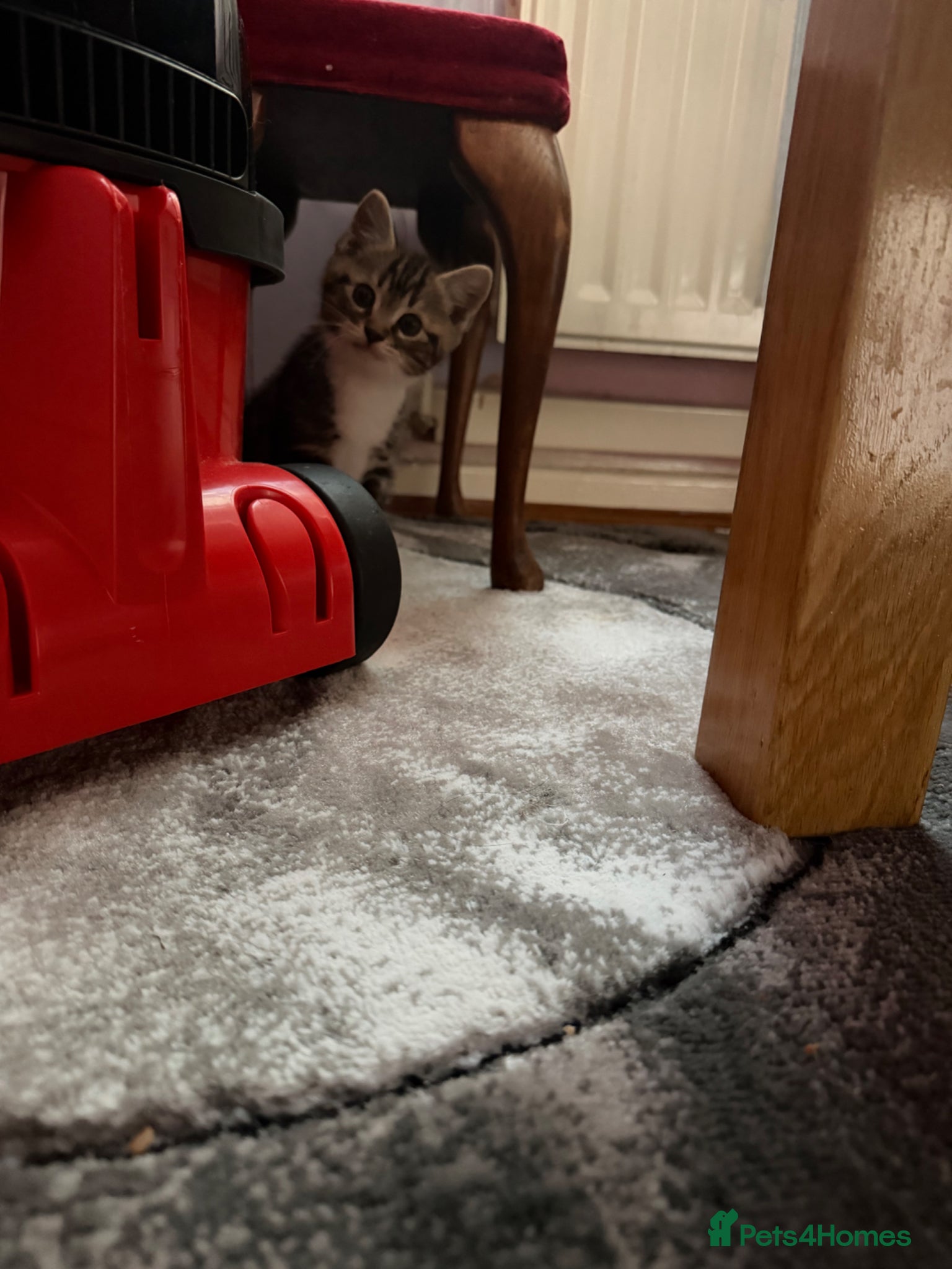 Mixed Breed cats 1 male mixed ragdoll kitten left  - Advert 15