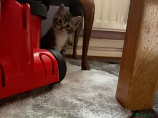 Mixed Breed cats 1 male mixed ragdoll kitten left - Advert 15