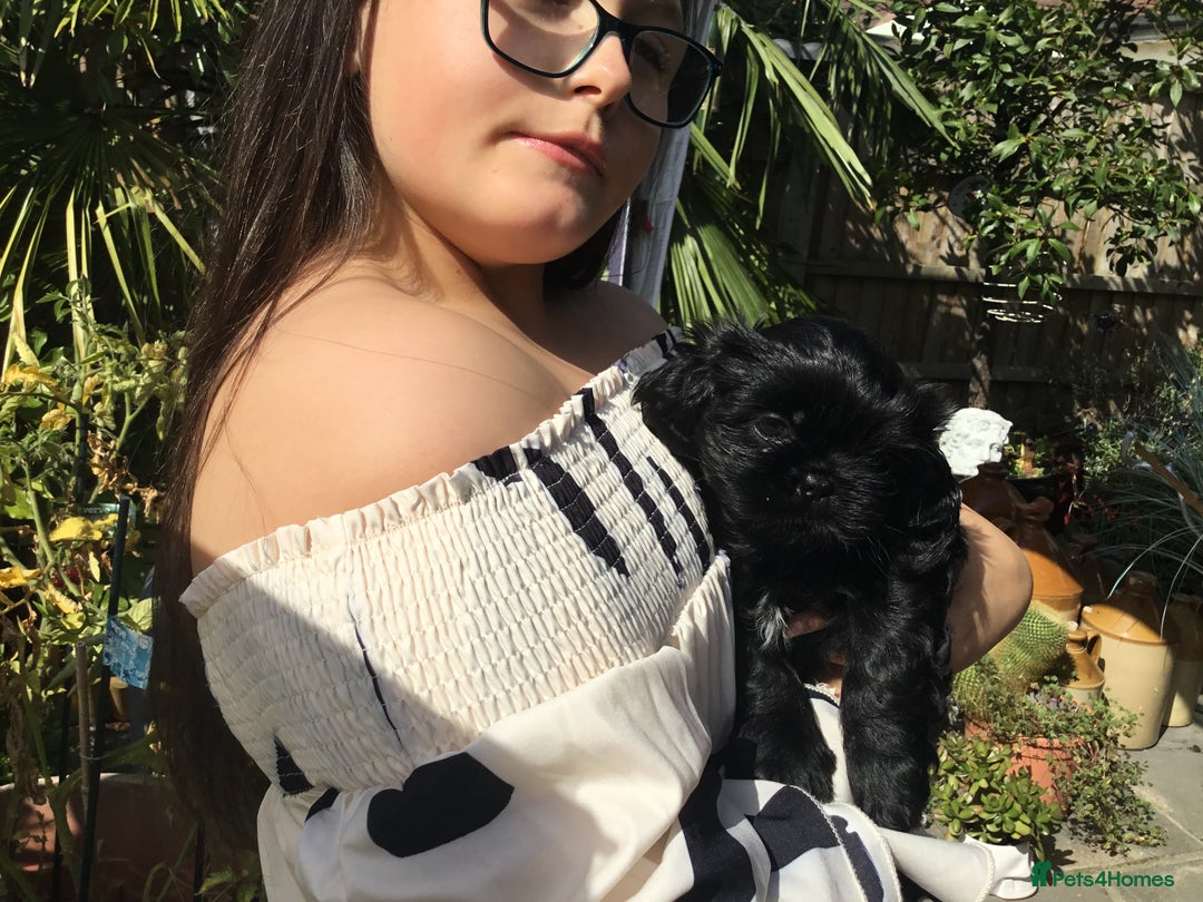 Shih Tzu dogs for sale: Tiny Imperial Shihtzu  Puppies  - Image 26