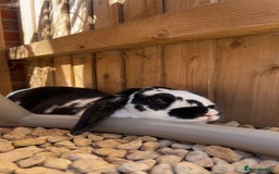 English Lop rabbits for sale: Two Girl rabbits seeking for new home  - Image 3
