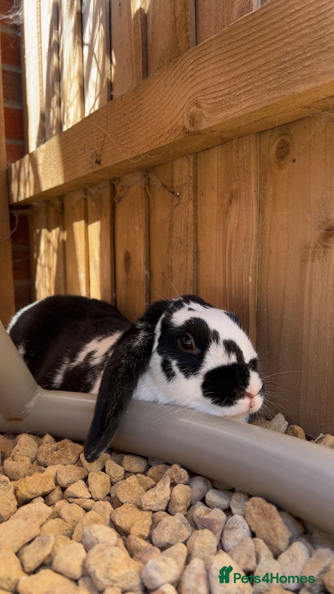 English Lop rabbits for sale: Two Girl rabbits seeking for new home  - Image 3