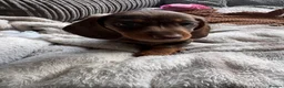 Dachshund dogs for sale: Very small miniature dachshund girl - Advert 16