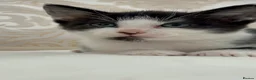 Domestic Shorthair cats for sale: Adorable Tuxedo Kittens Looking For New Homes - Advert 17
