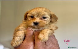 Maltipoo dogs for sale: Exquisitely Adorable Toy Maltipoo Puppies  - Image 23