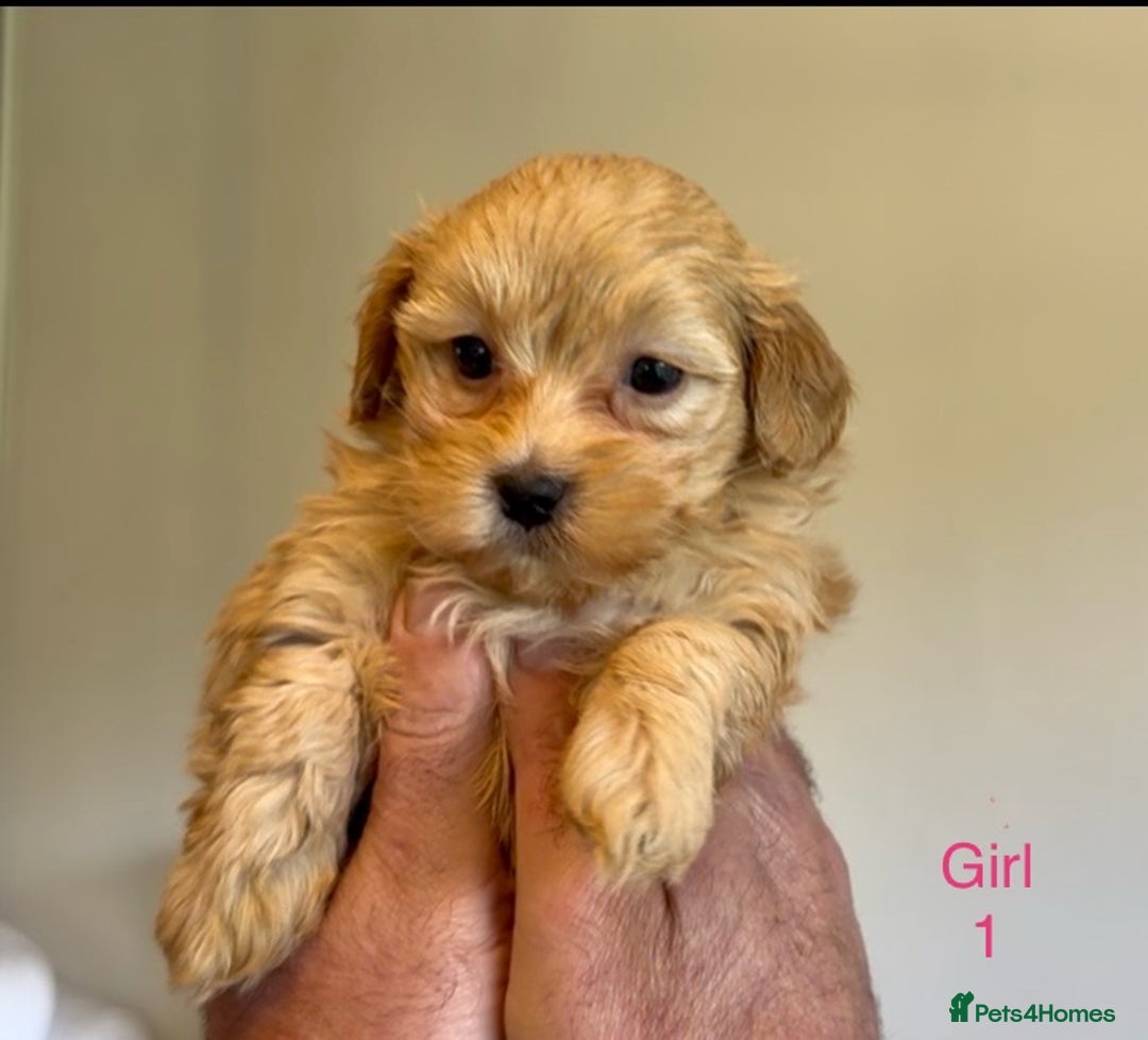 Maltipoo dogs for sale: Exquisitely Adorable Toy Maltipoo Puppies  - Image 23