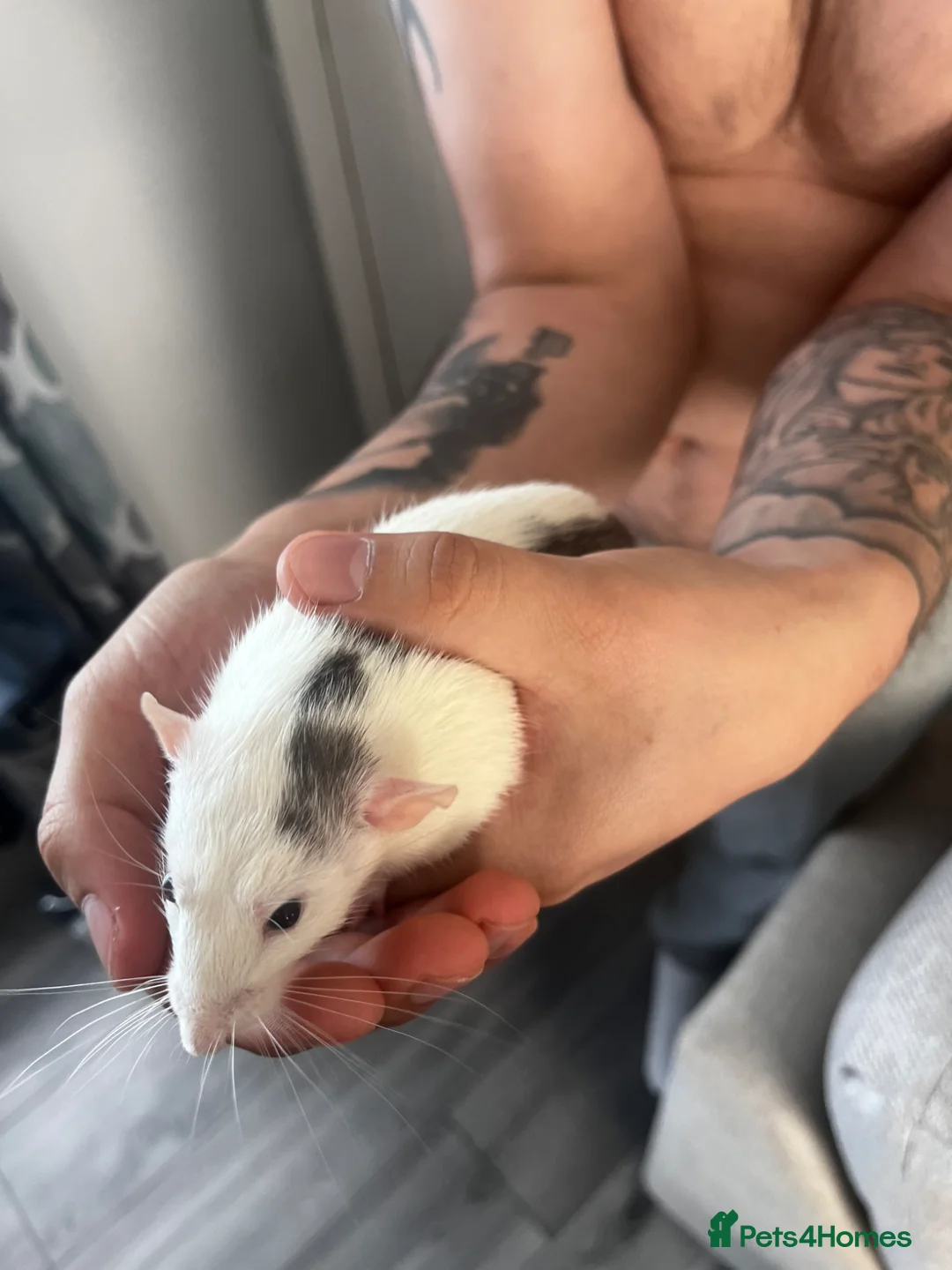 Rat rodents for sale: 2 male rats for sale - Advert 5