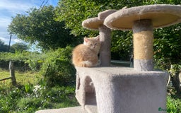 Siberian cats for sale: x5 Adorable Pure Siberian Kittens to re-home😻 - Image 16