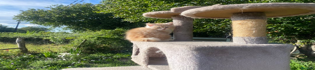 Ginger Male Kitten