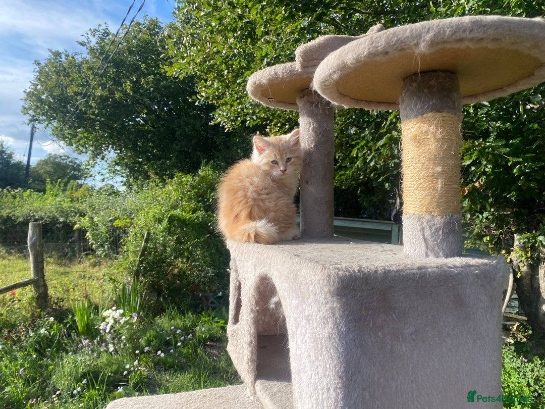 Siberian cats for sale: x5 Adorable Pure Siberian Kittens to re-home😻 - Image 16