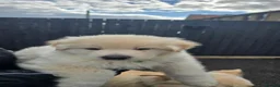 German Shepherd dogs for sale: This is a presale post for now  - Advert 25