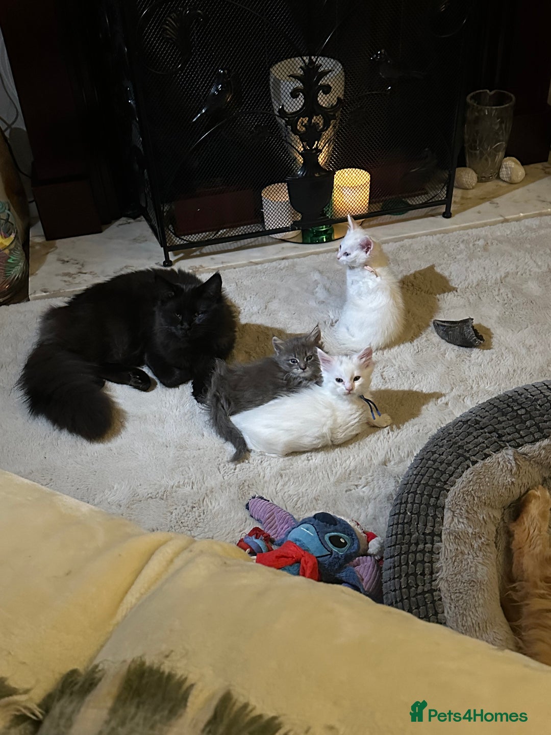 Turkish Angora cats for sale: Turkish angora ready now  - Advert 6