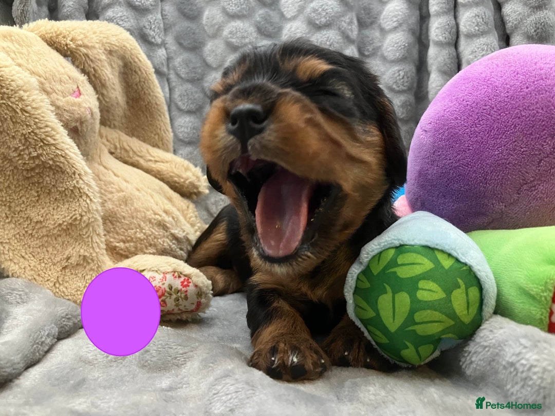 Cavalier King Charles Spaniel dogs for sale: KC Registered Puppies from Health Tested Parents  - Image 4