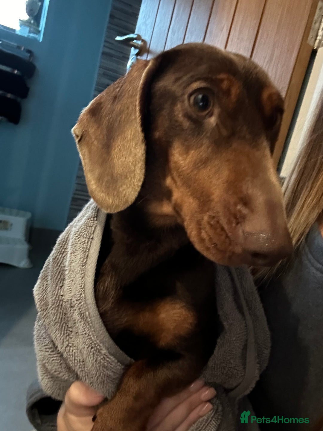 Miniature Dachshund dogs for sale: Brown and Tan miniature Dachshund 💜  - Advert 5