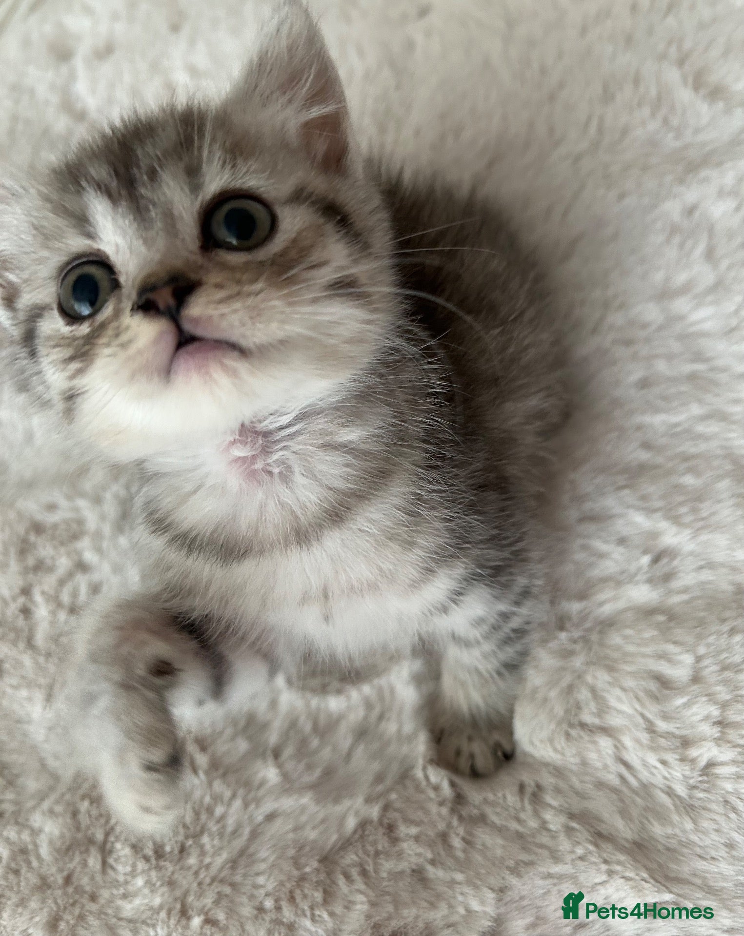 British Shorthair cats British short hair x exotic shorthair  - Advert 1