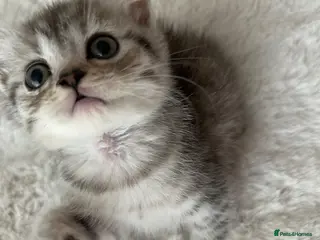 British Shorthair cats British short hair x exotic shorthair - Advert 1