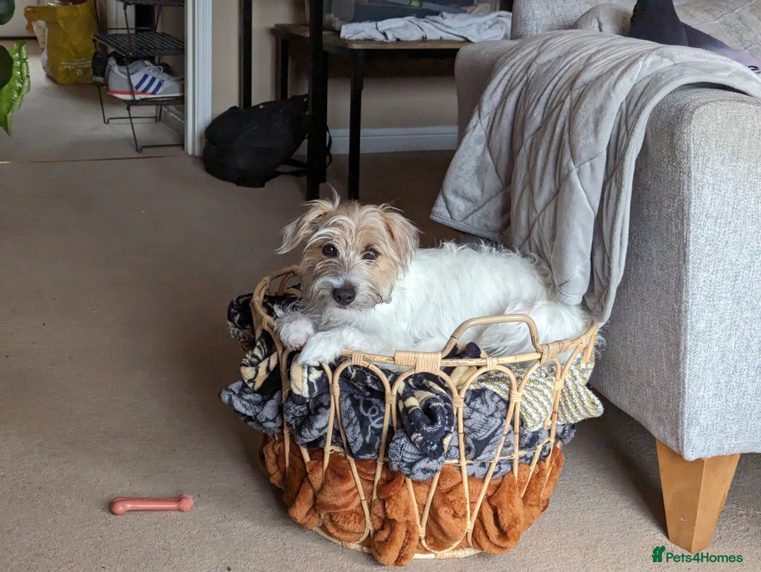 Jack Russell dogs for sale: Poppy - Image 10