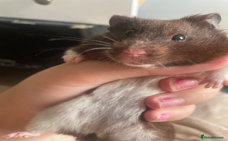 Hamster rodents - Advert 1