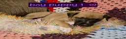 Whippet dogs for sale: Gorgeous whippet puppies - Advert 10