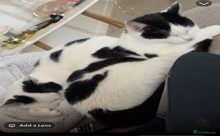 Mixed Breed cats - Advert 2